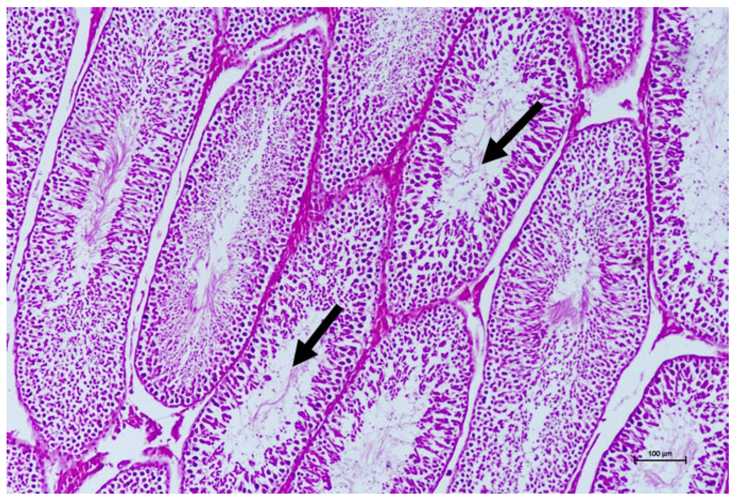 Vetsci 13 00890 g002 Vetsci 13 00890 g002