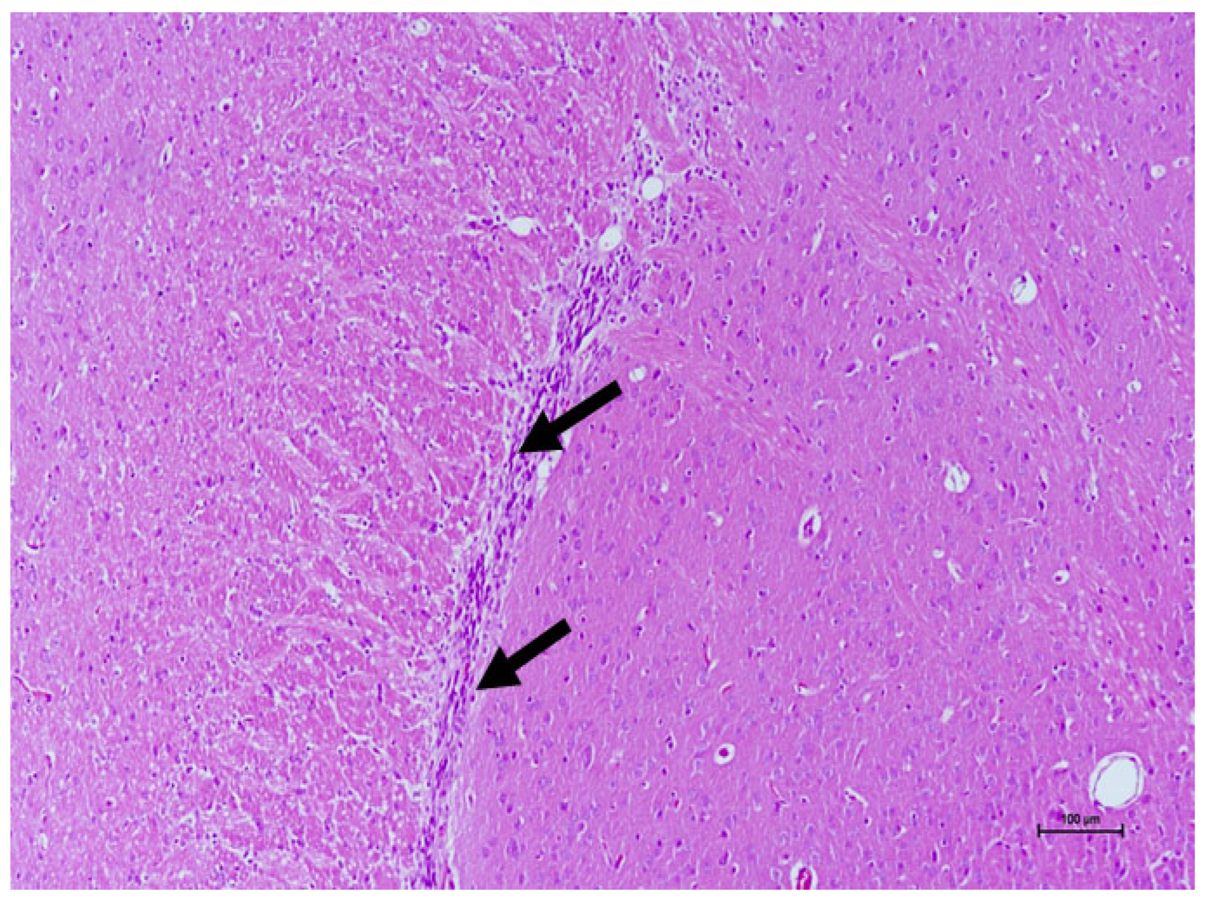 Vetsci 13 00890 g003 Vetsci 13 00890 g003