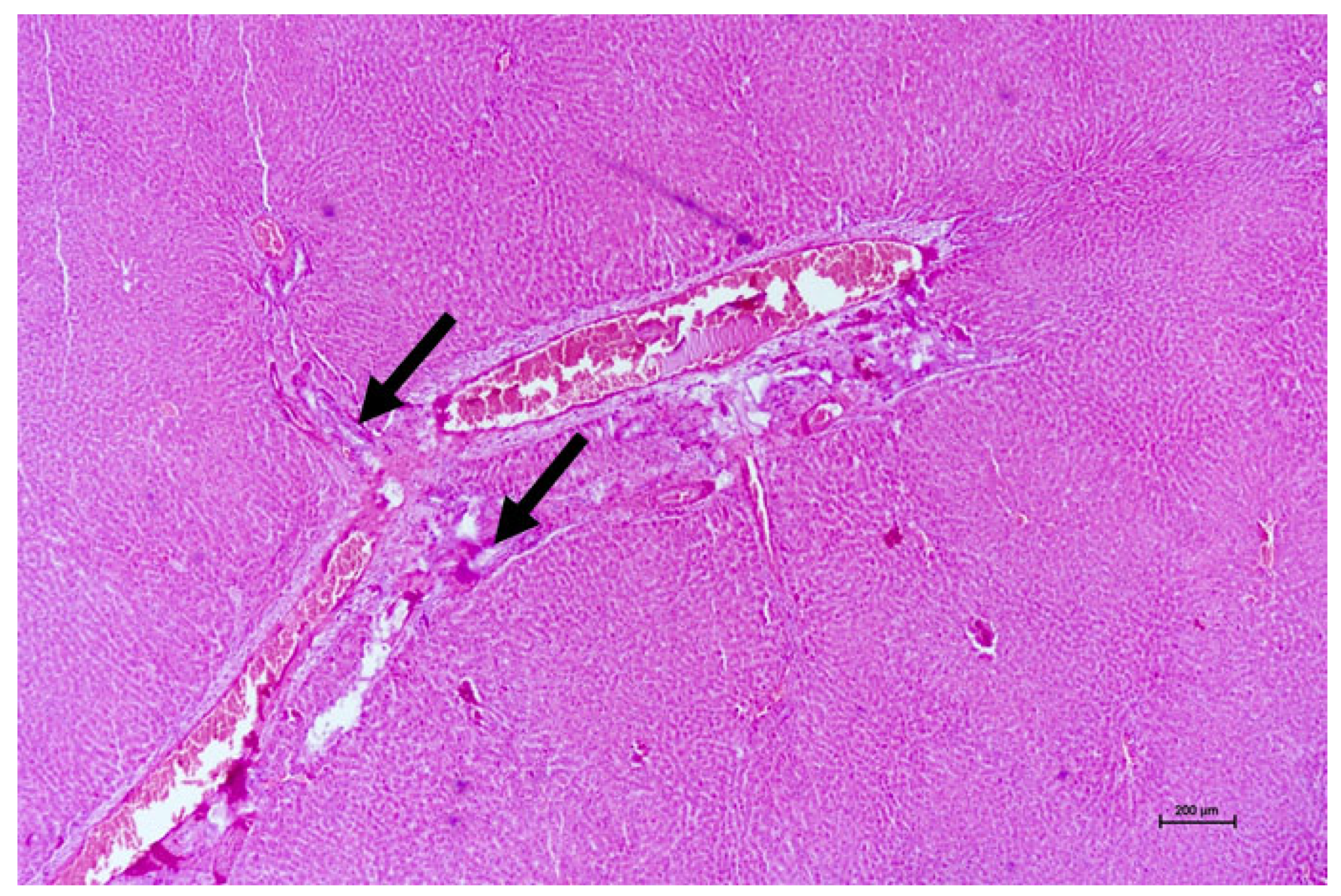 Vetsci 13 00890 g004 Vetsci 13 00890 g004
