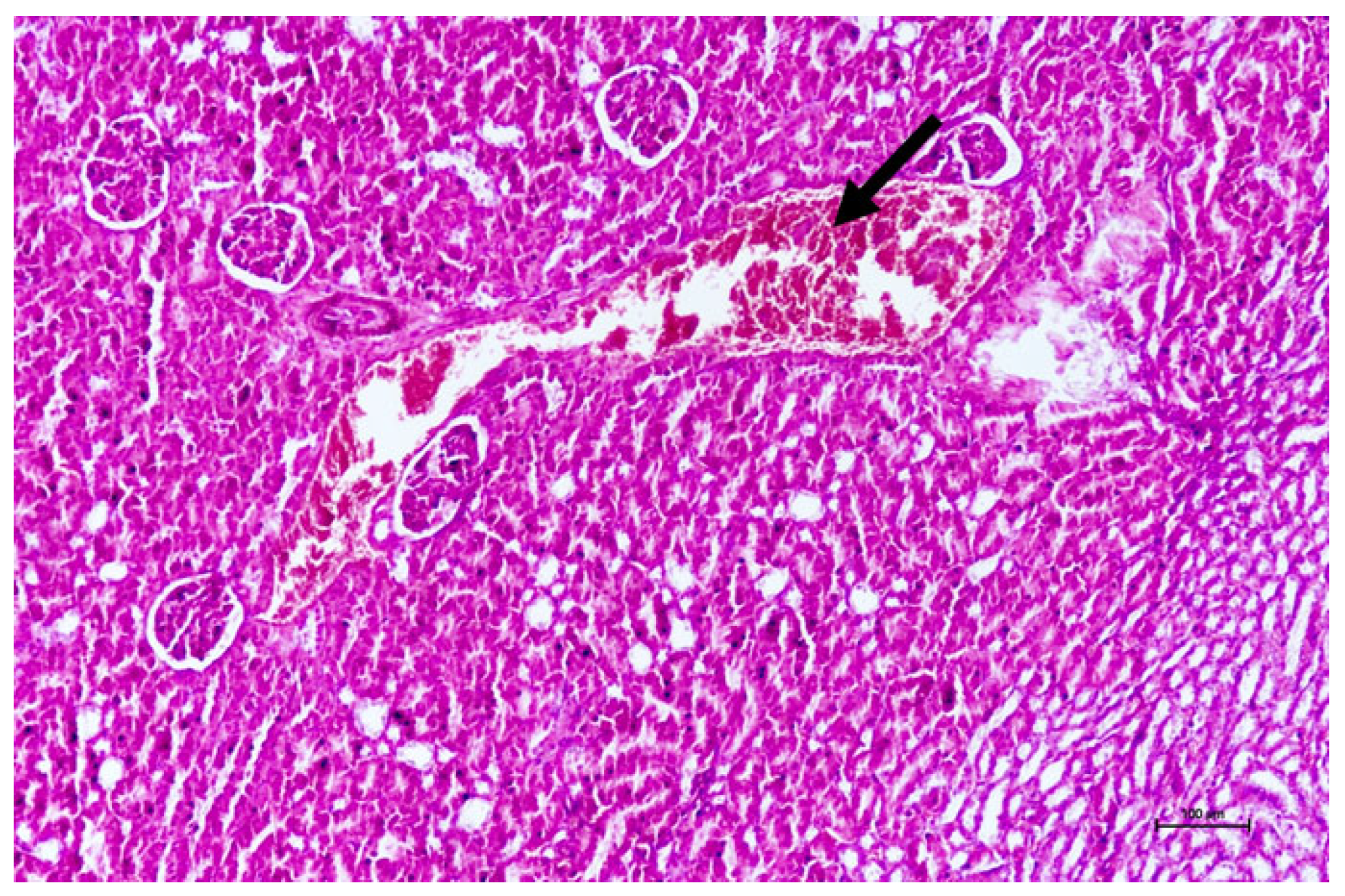 Vetsci 13 00890 g005 Vetsci 13 00890 g005