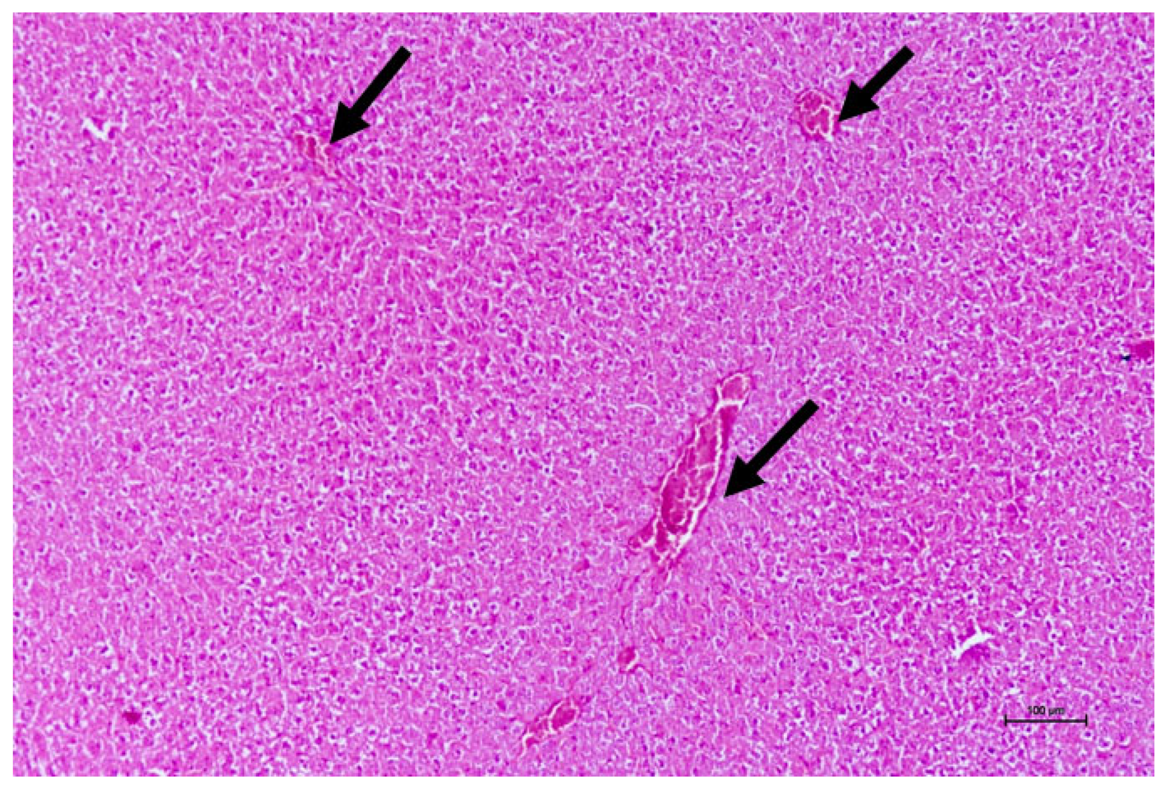 Vetsci 13 00890 g006 Vetsci 13 00890 g006