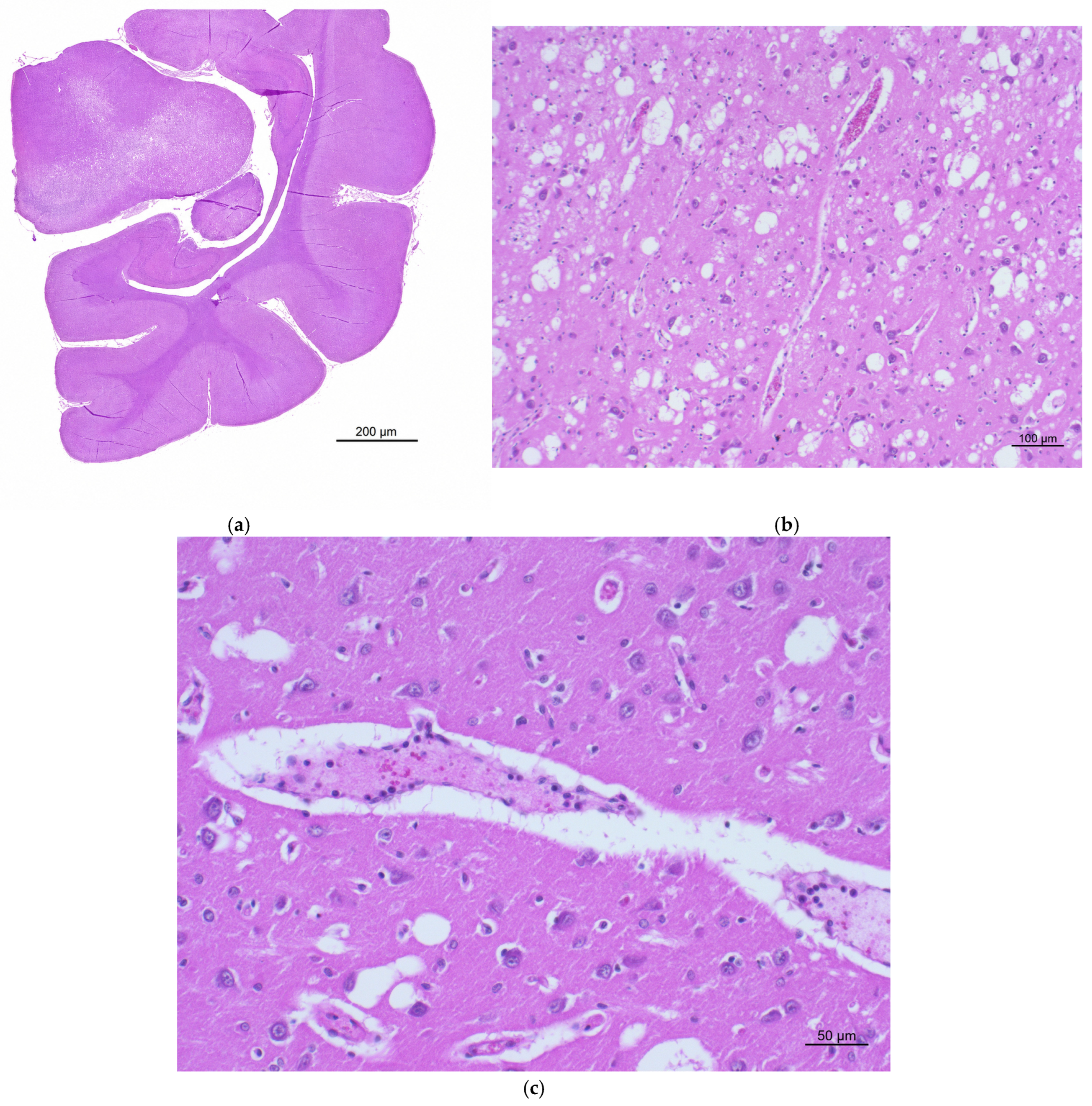 Vetsci 13 00891 g001