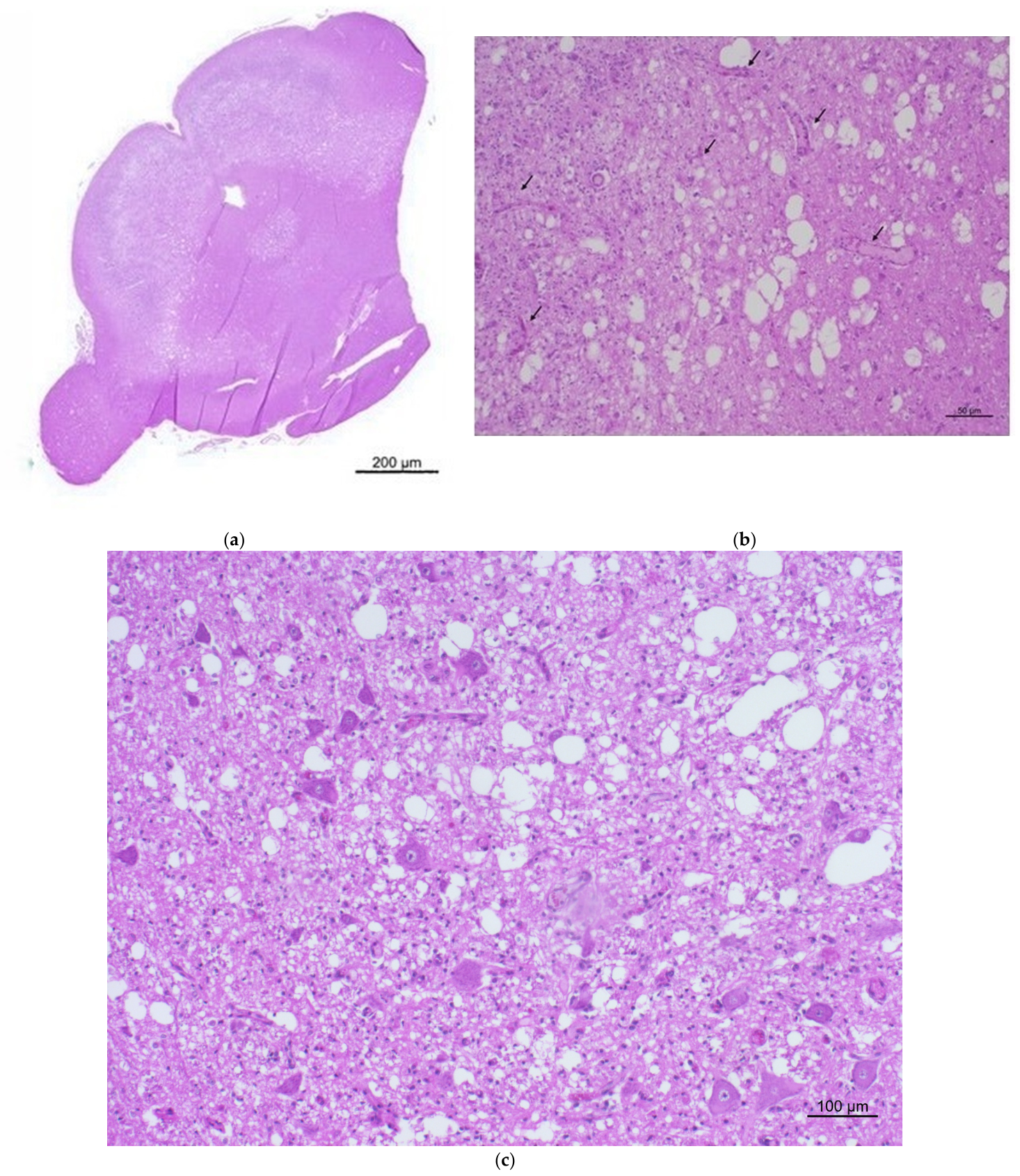 Vetsci 13 00891 g002