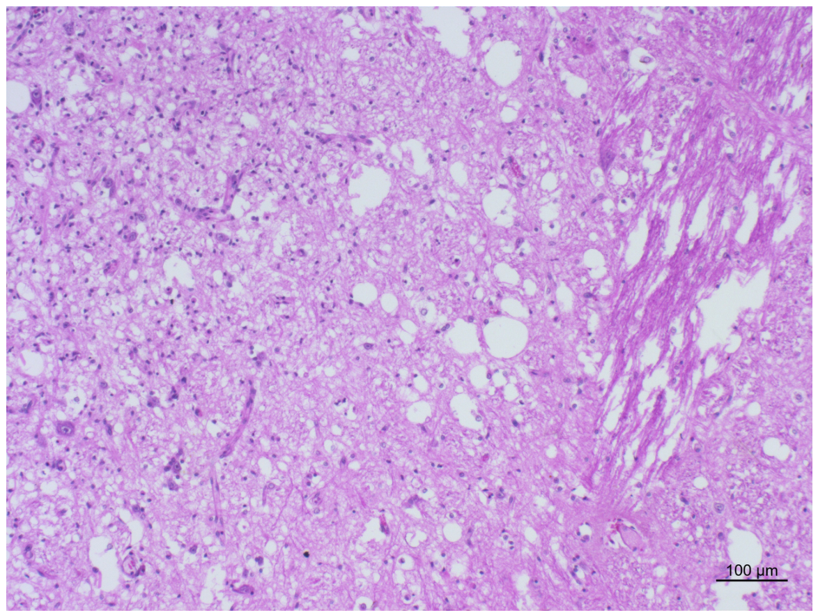 Vetsci 13 00891 g003