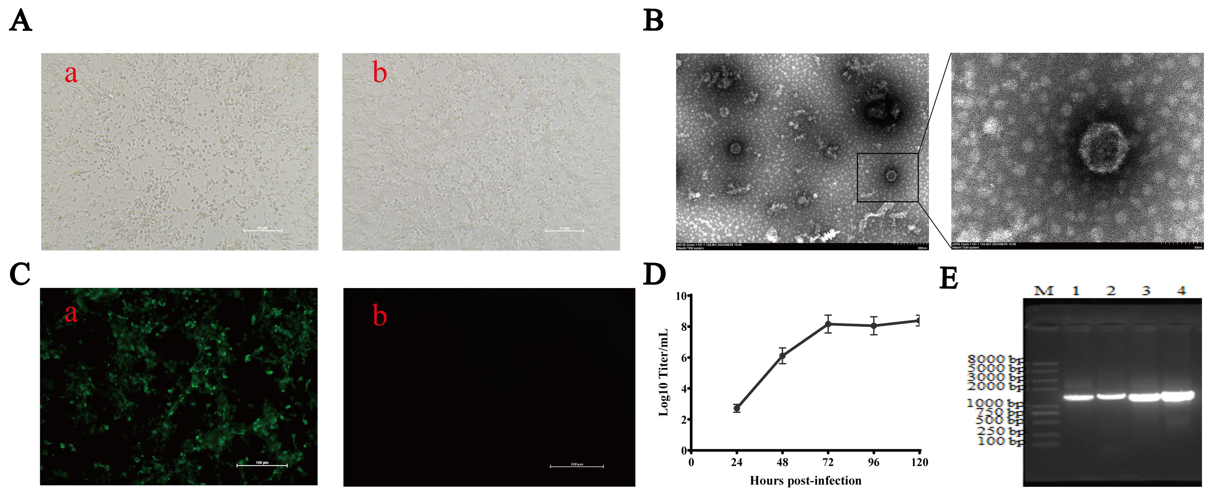 Vetsci 13 00923 g001 Vetsci 13 00923 g001