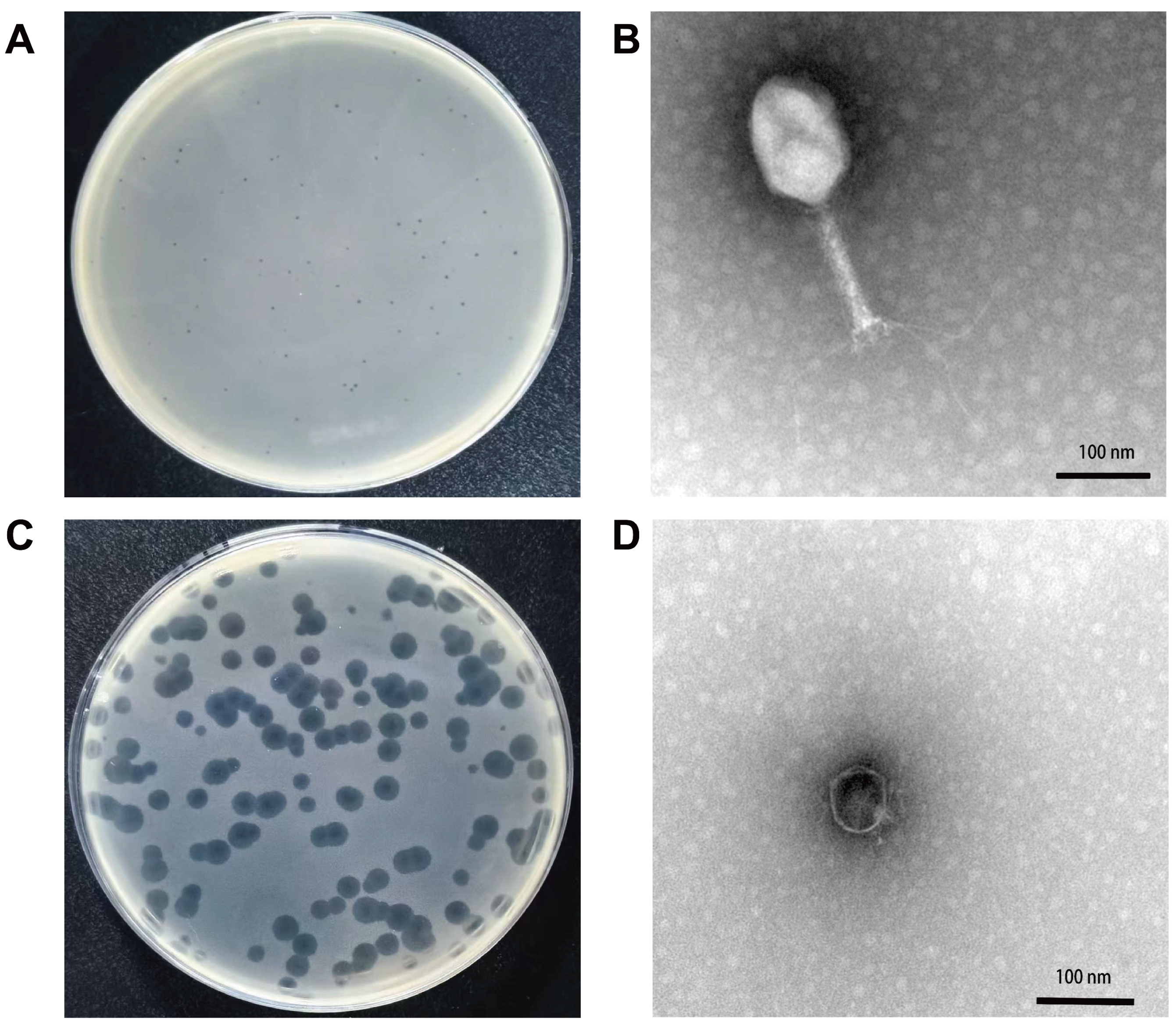 Vetsci 13 00943 g001 Vetsci 13 00943 g001