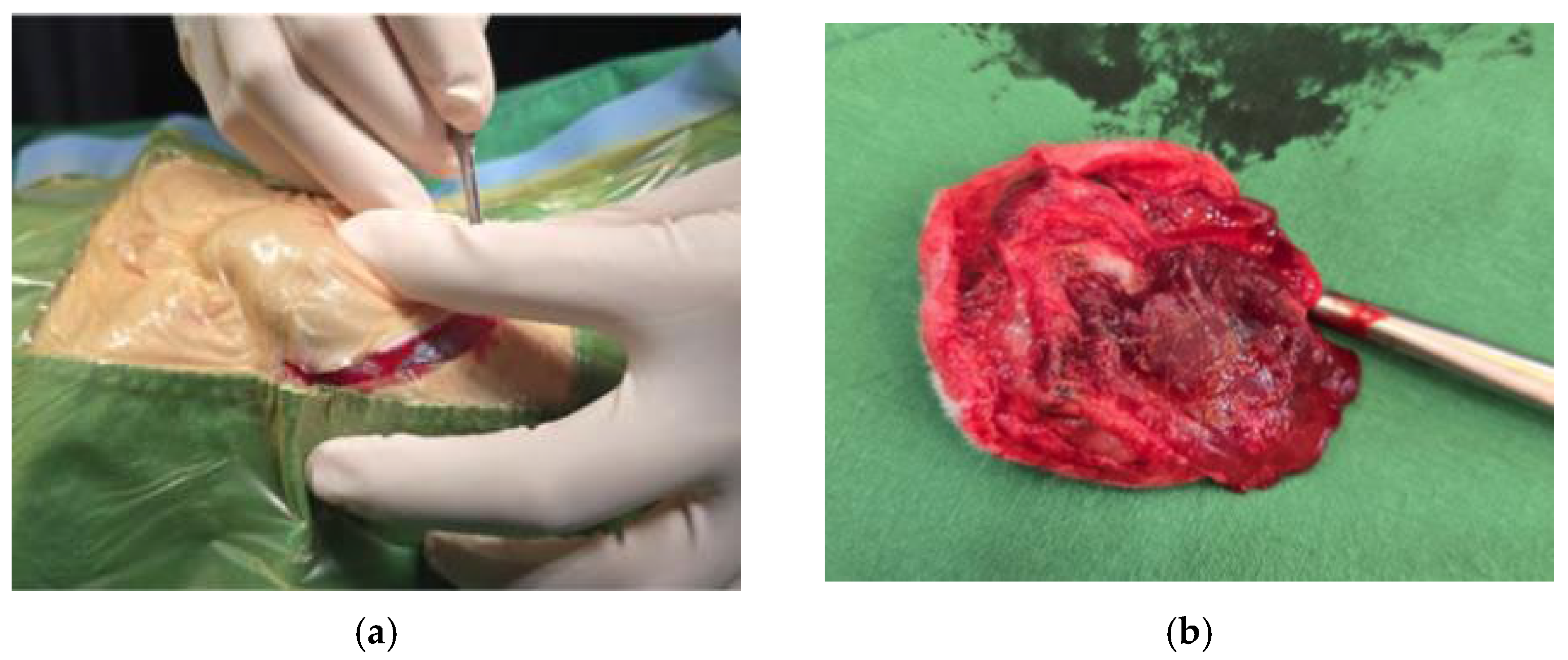 Vetsci 13 00975 g002 Vetsci 13 00975 g002