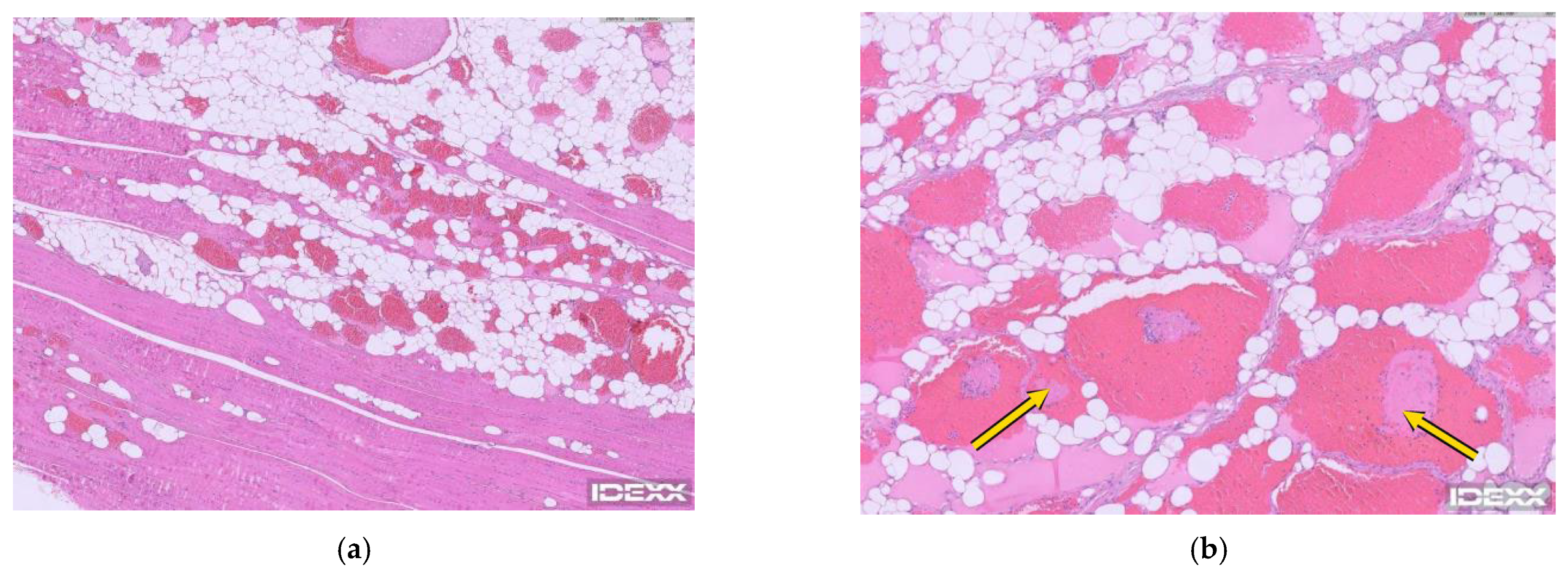 Vetsci 13 00975 g003 Vetsci 13 00975 g003