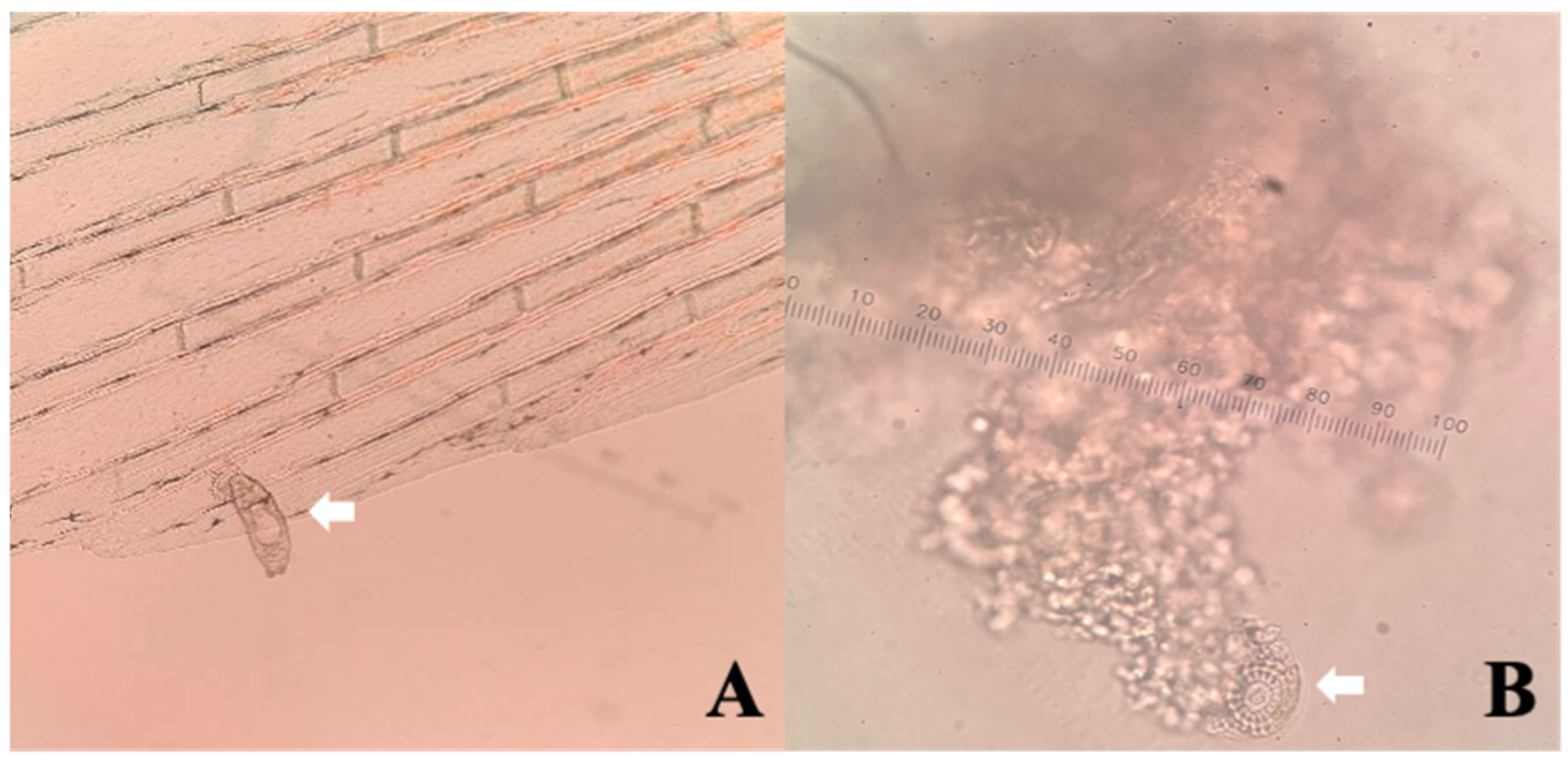 Vetsci 13 01052 g002 Vetsci 13 01052 g002