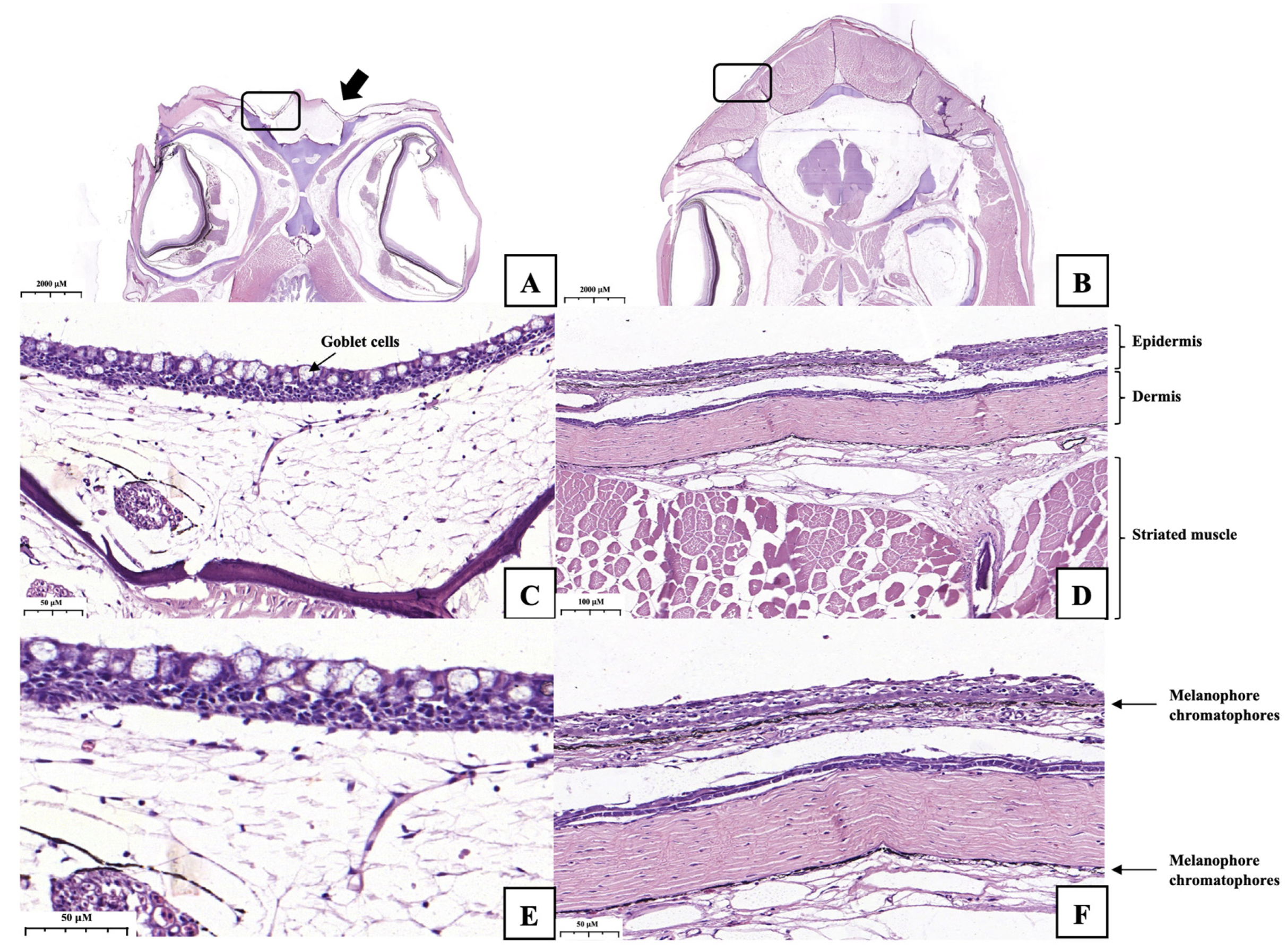 Vetsci 13 01052 g003 Vetsci 13 01052 g003