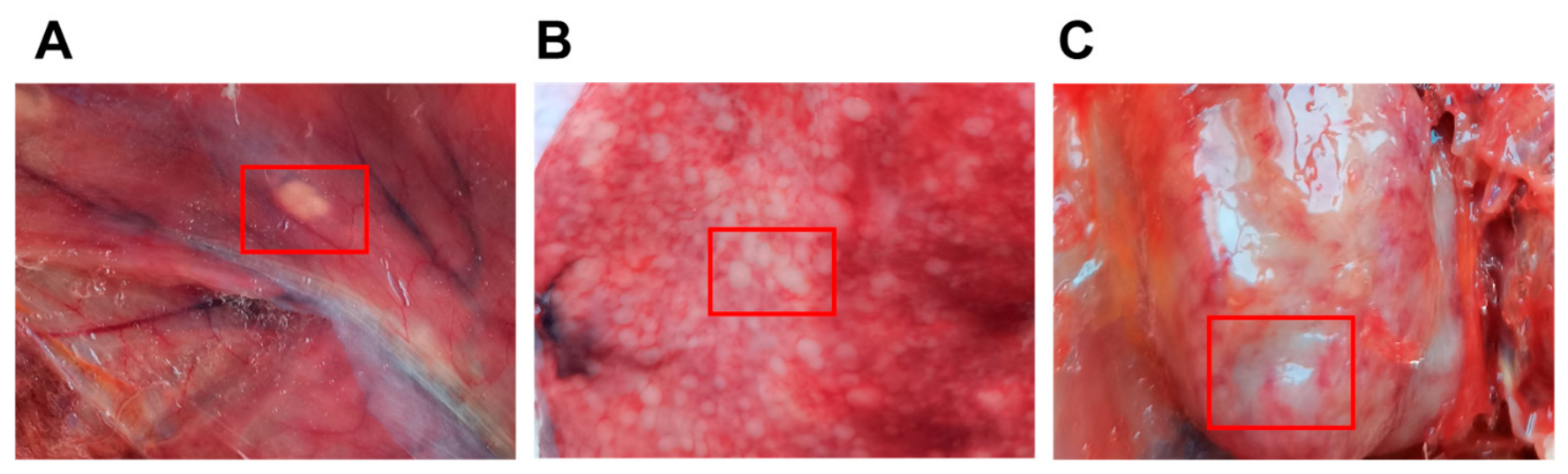 Vetsci 13 01084 g002 Vetsci 13 01084 g002
