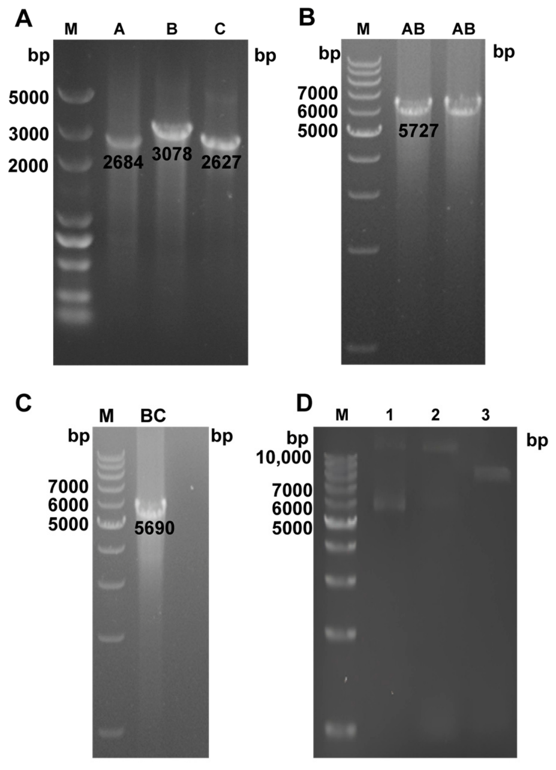 Vetsci 13 01084 g006 Vetsci 13 01084 g006