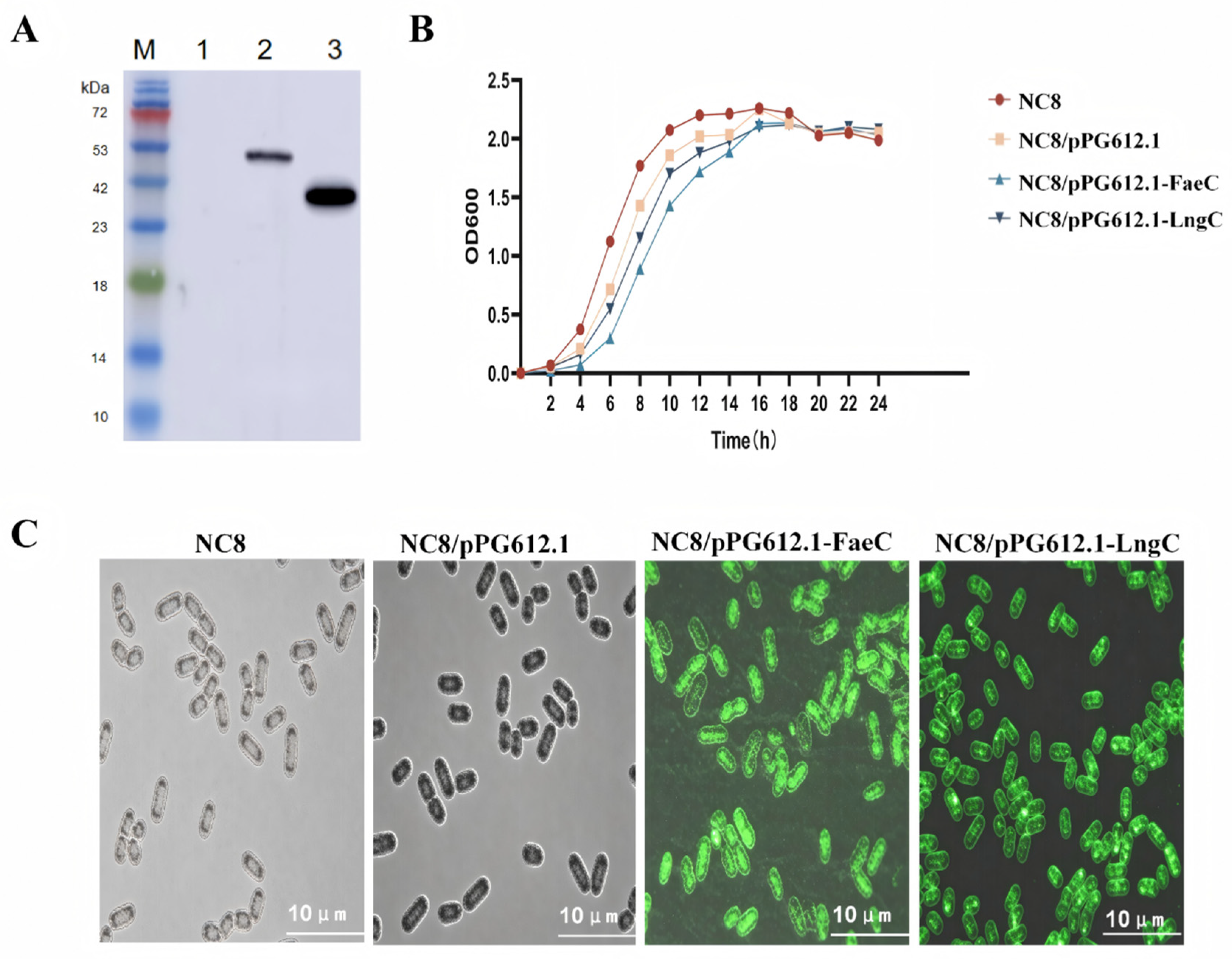 Vetsci 13 01098 g002 Vetsci 13 01098 g002