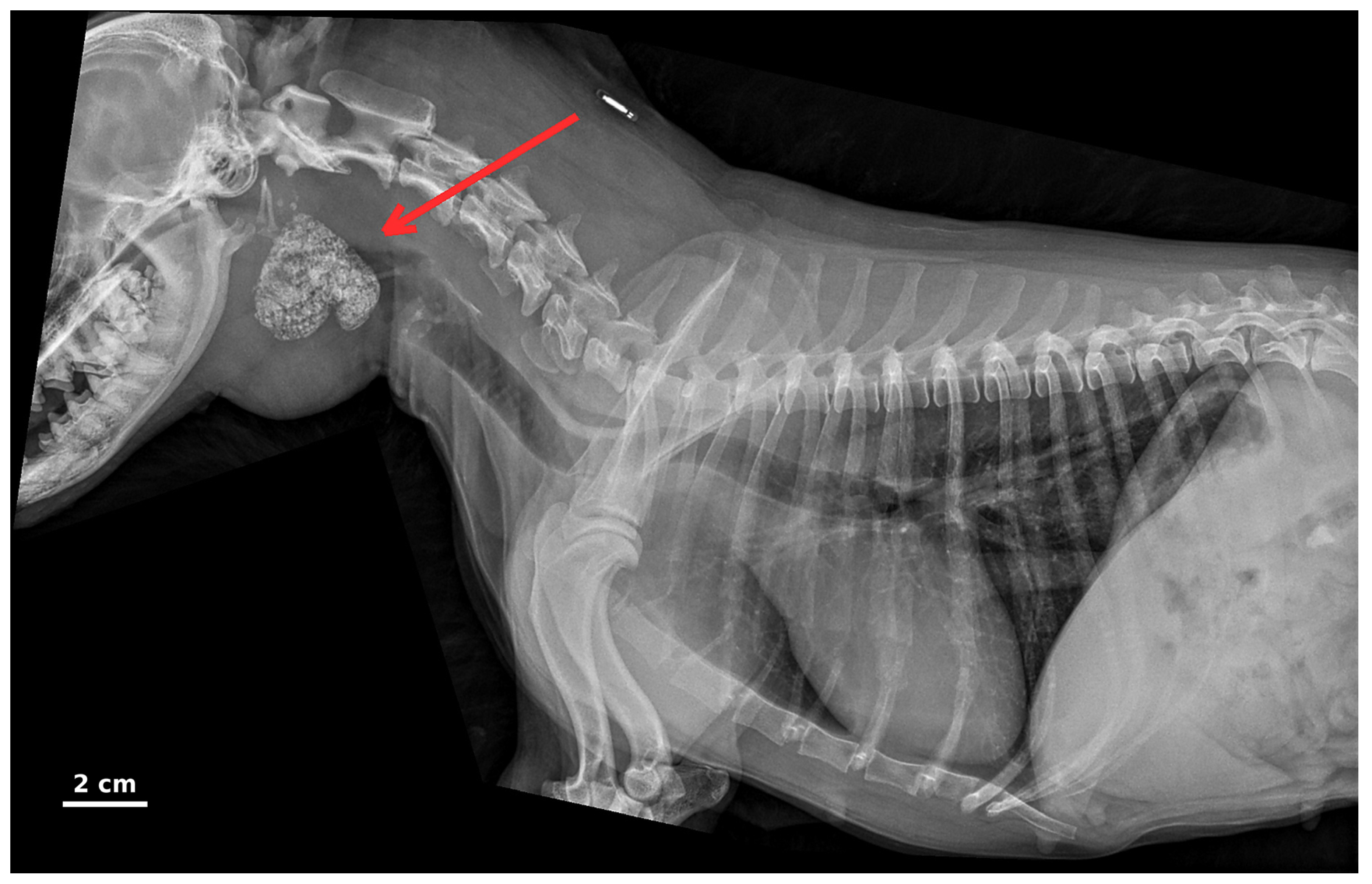 Vetsci 13 01101 g001 Vetsci 13 01101 g001