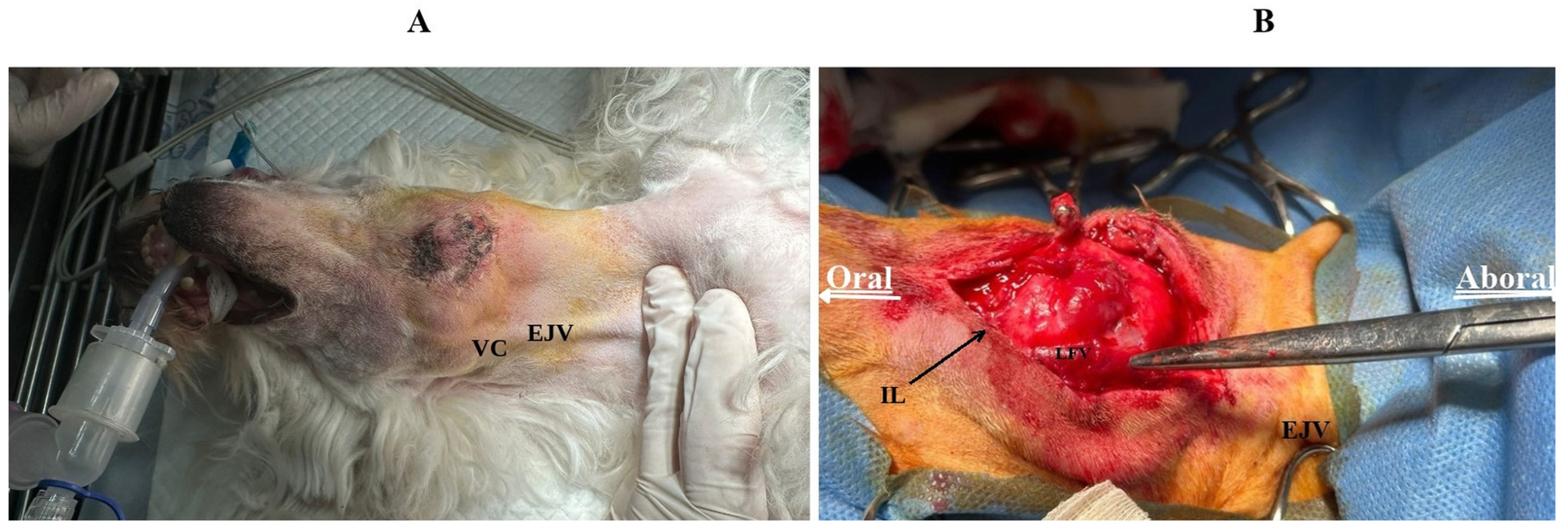 Vetsci 13 01101 g002 Vetsci 13 01101 g002
