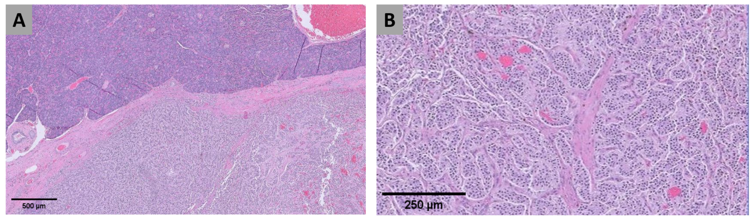 Vetsci 13 01108 g005 Vetsci 13 01108 g005