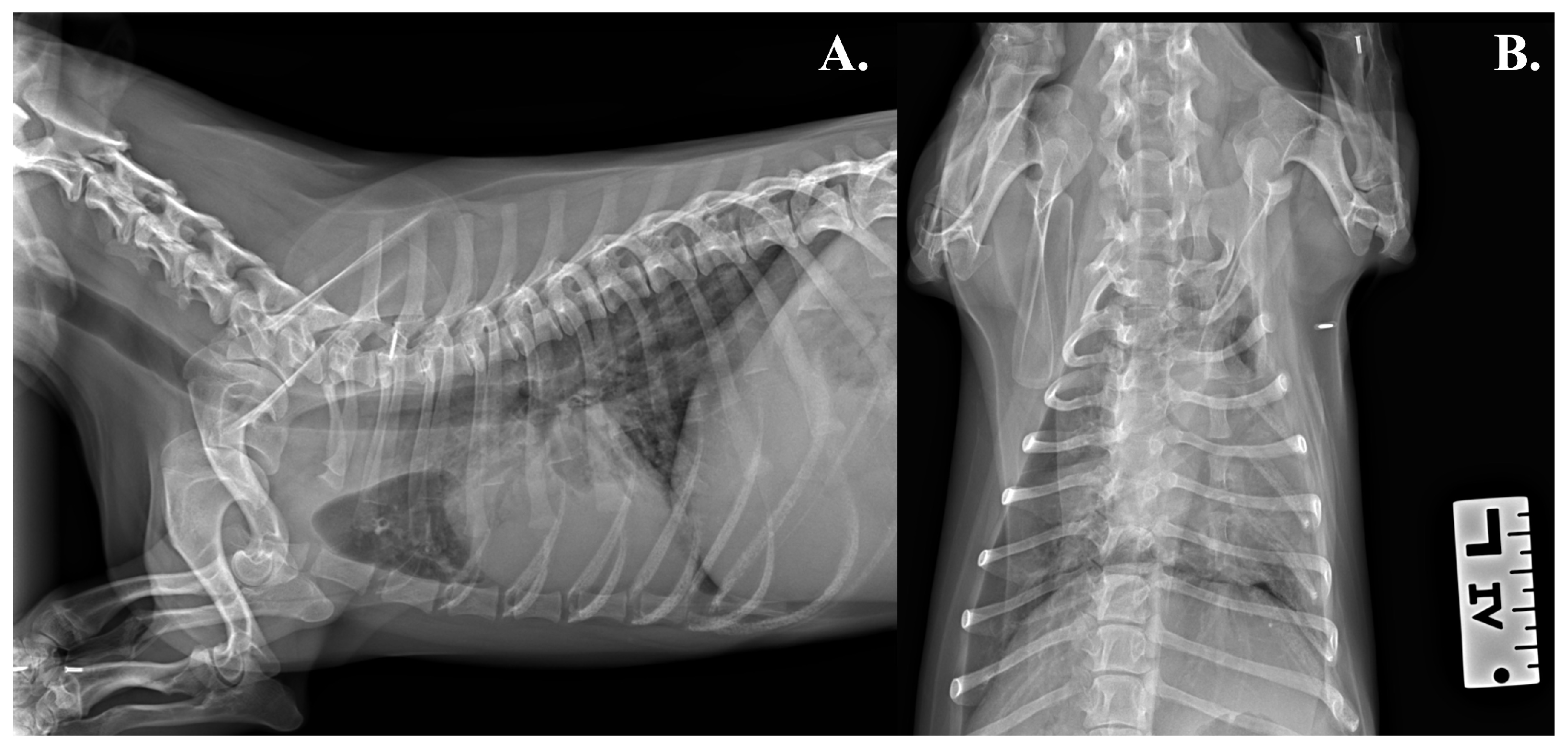 Vetsci 13 01114 g001