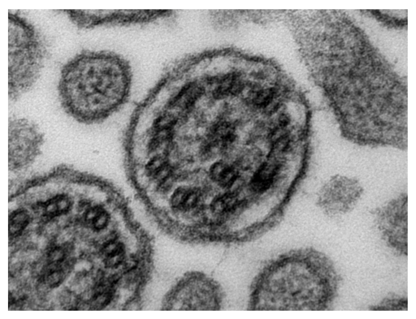 Vetsci 13 01114 g003