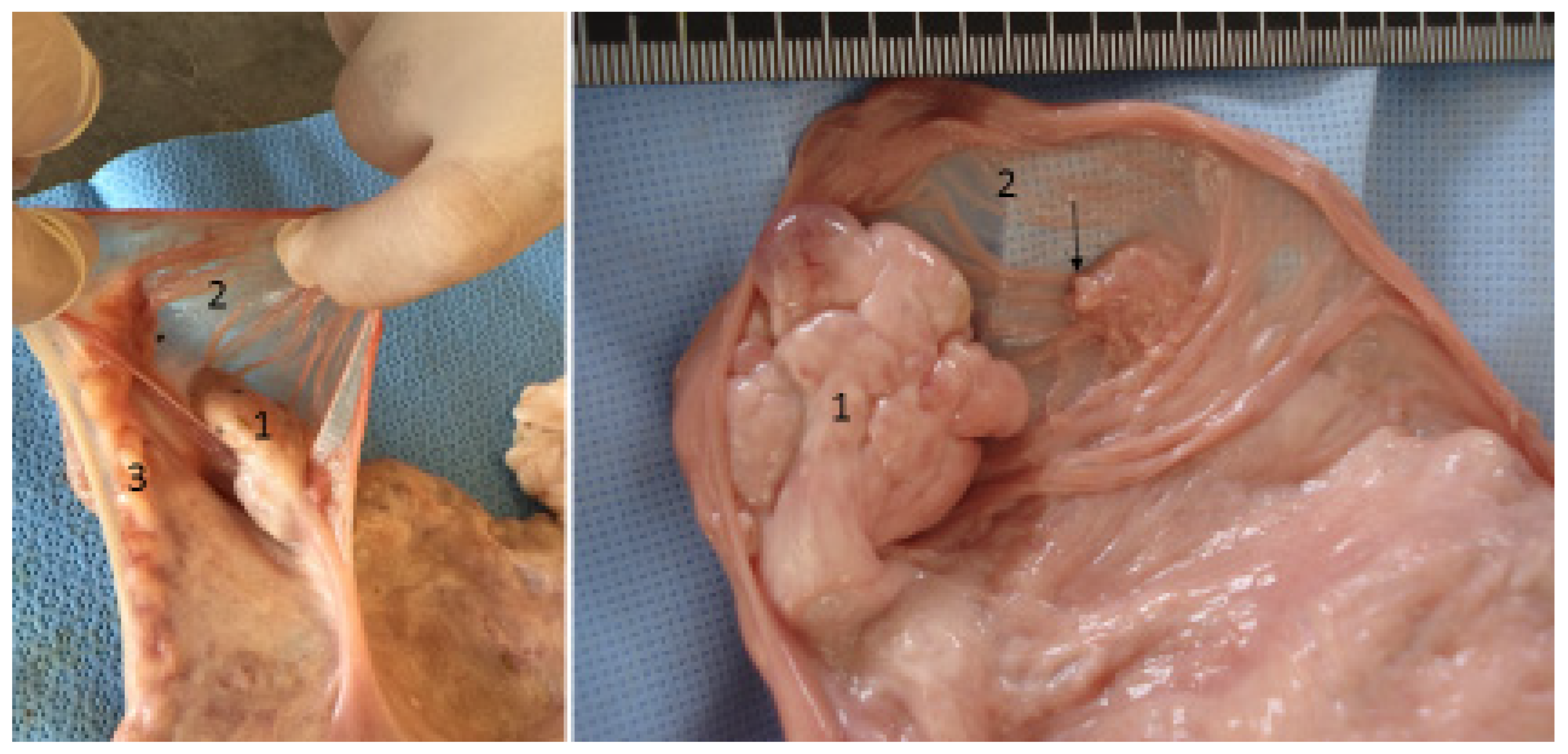 Vetsci 13 01150 g001