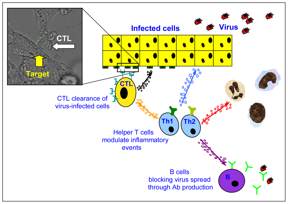 Viruses 01 00091 g001 1024