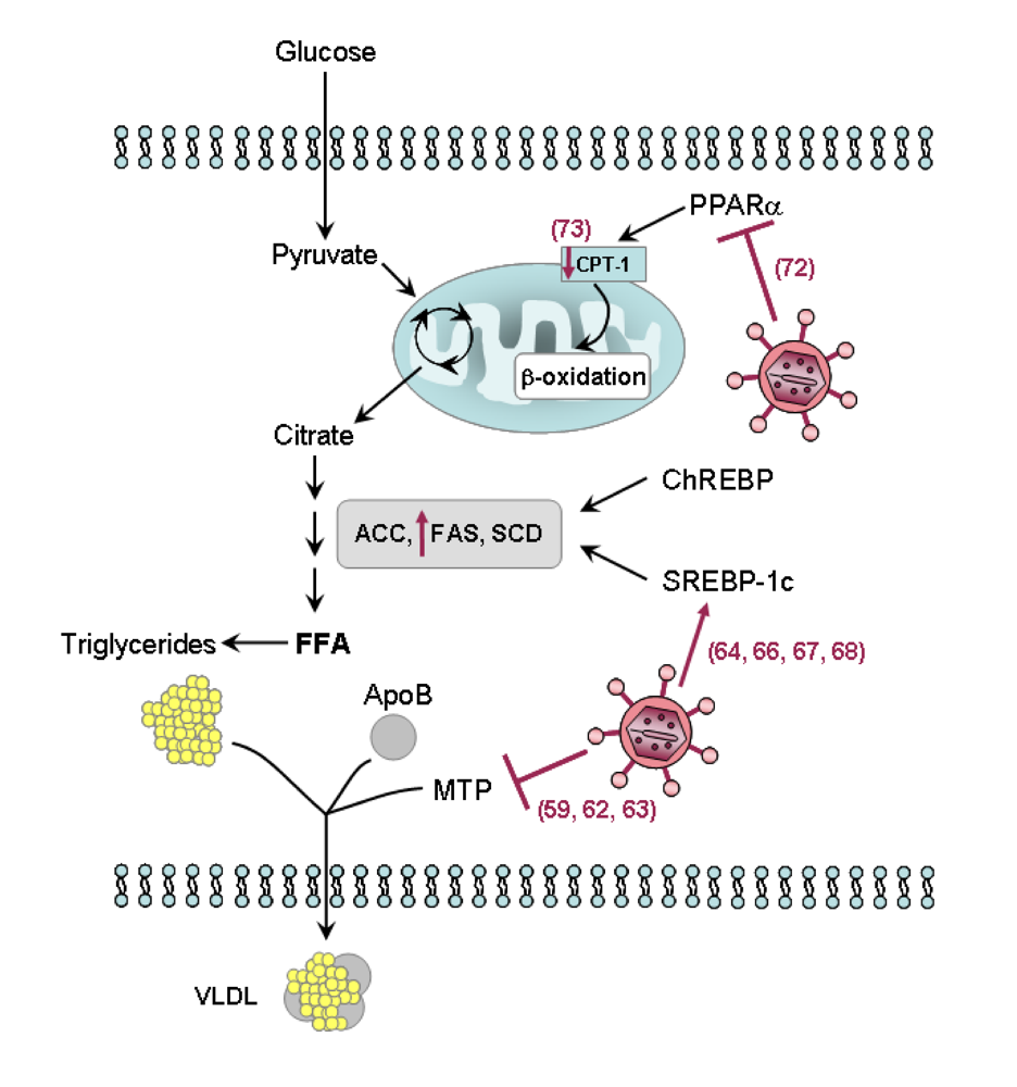 Viruses 01 00126 g004