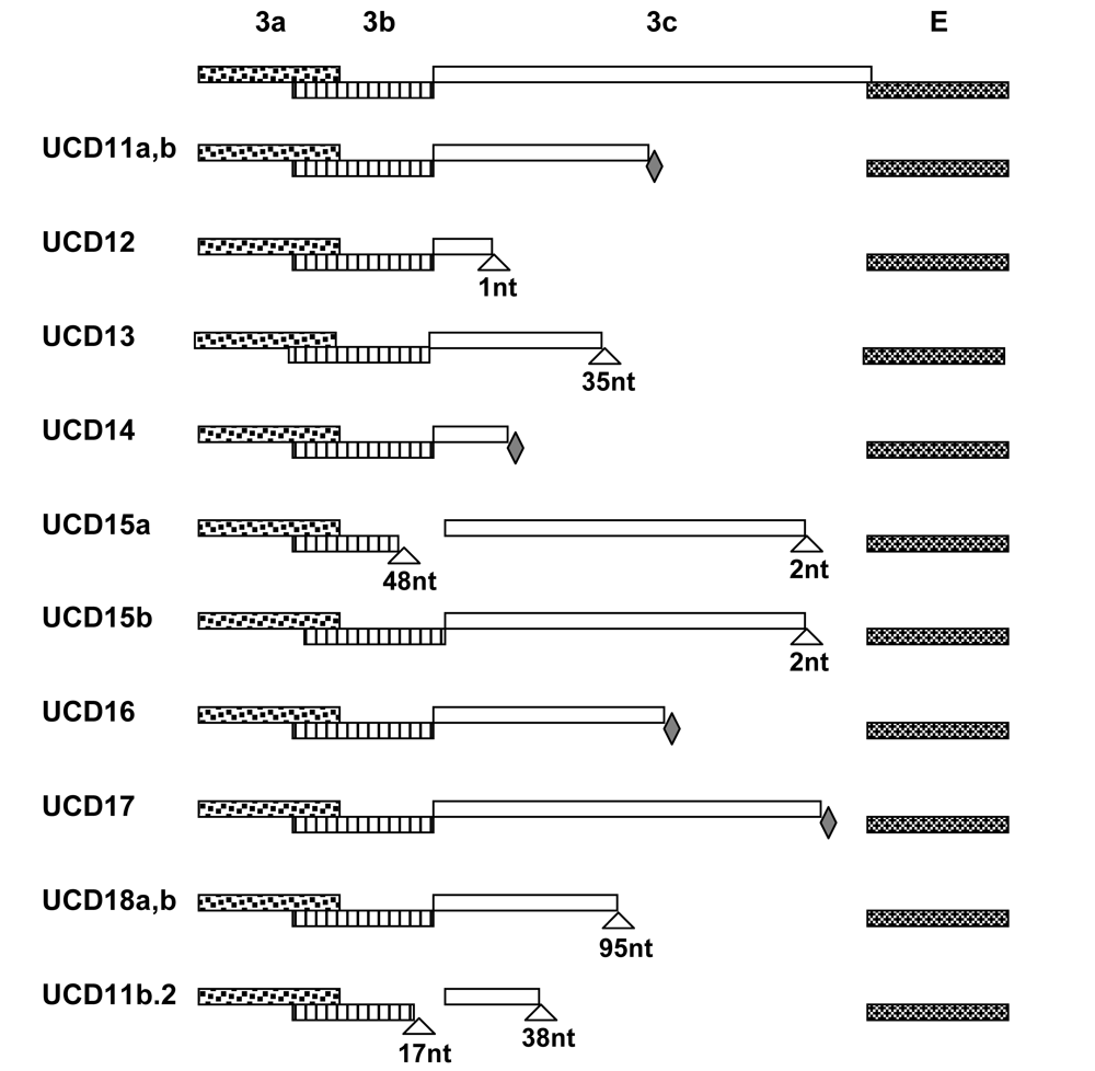Viruses 01 00166 g002 1024