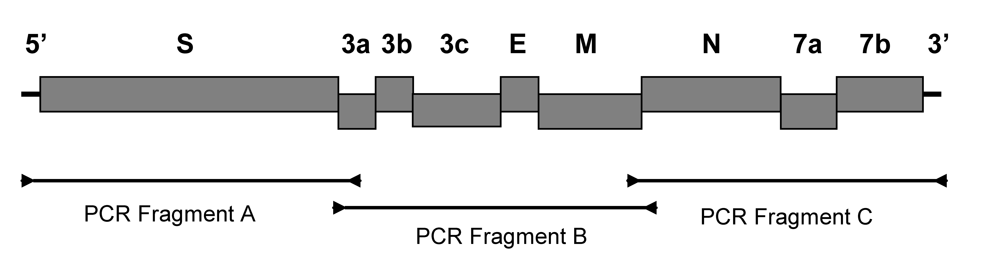 Viruses 01 00166 g004