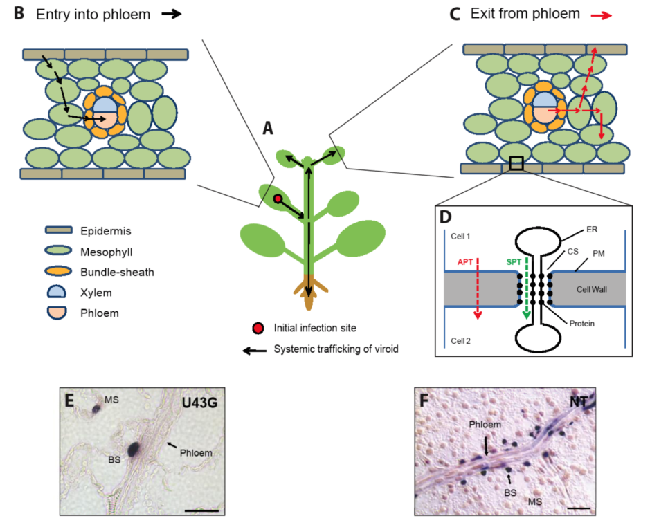 Viruses 01 00210 g001
