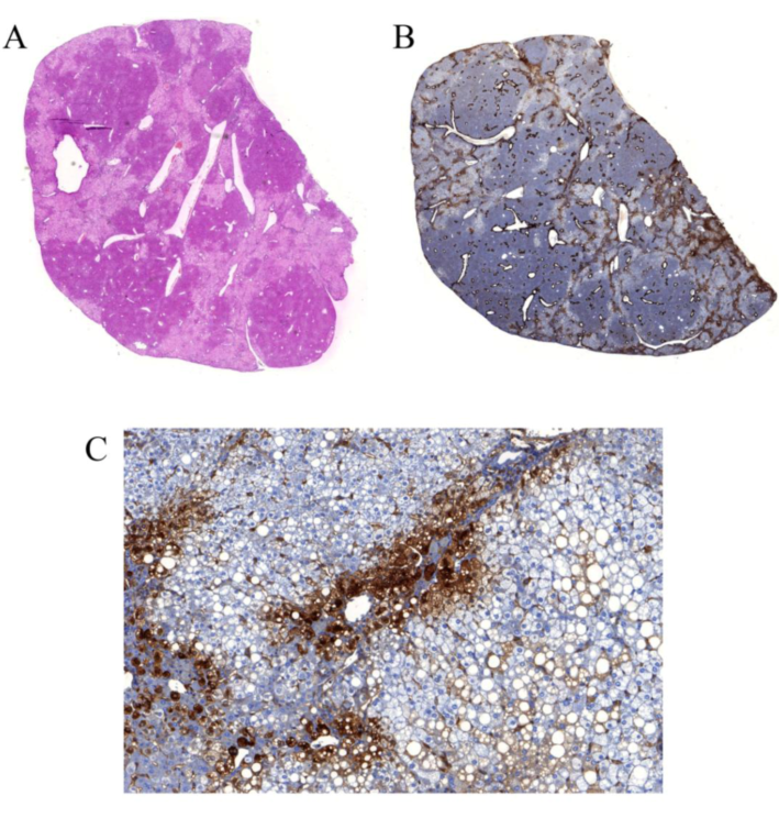 Viruses 01 00222 g001 1024