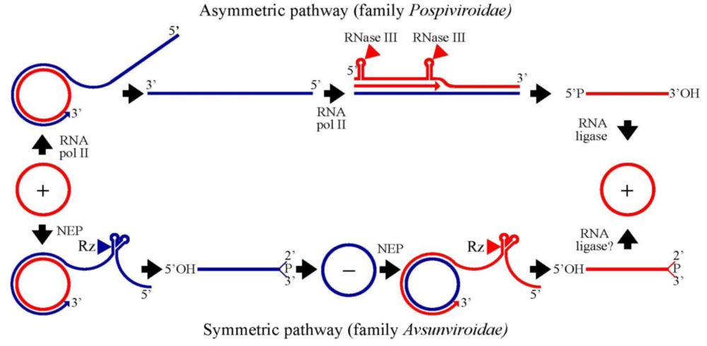 Viruses 01 00317 g001 1024