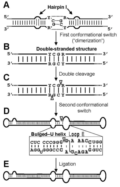 Viruses 01 00317 g003 1024
