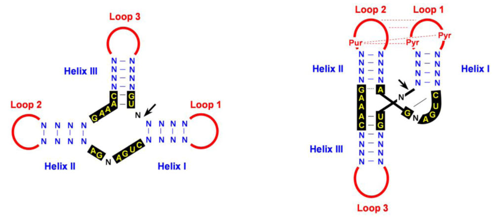 Viruses 01 00317 g004 1024