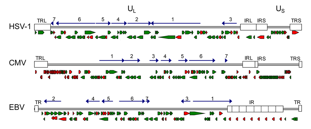 Viruses 01 00420 g001 1024