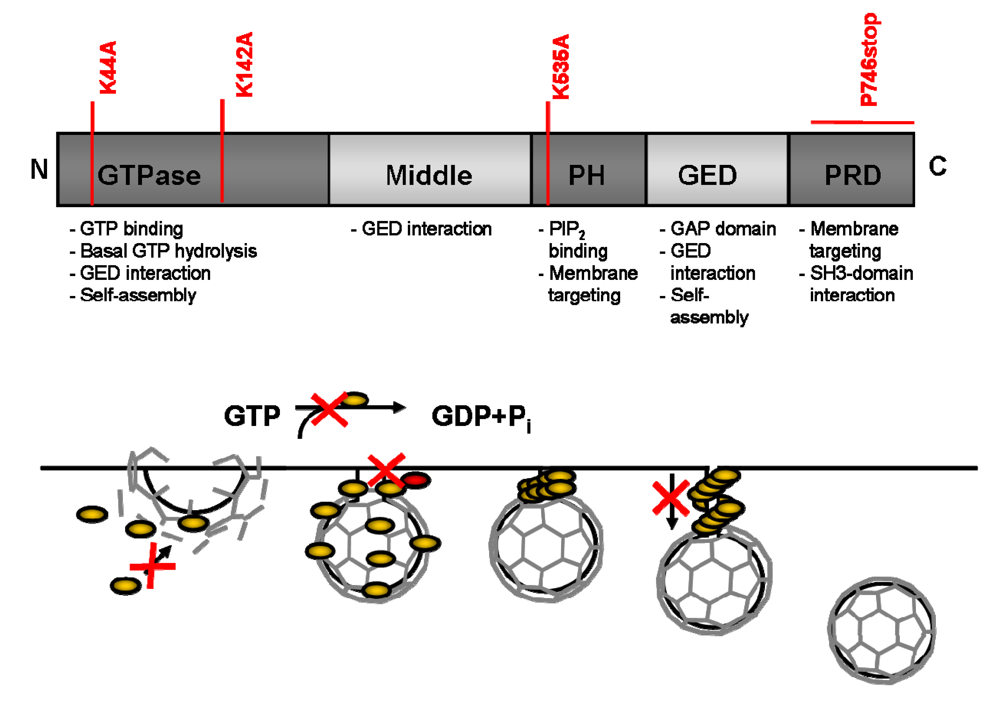 Viruses 01 00420 g003 1024