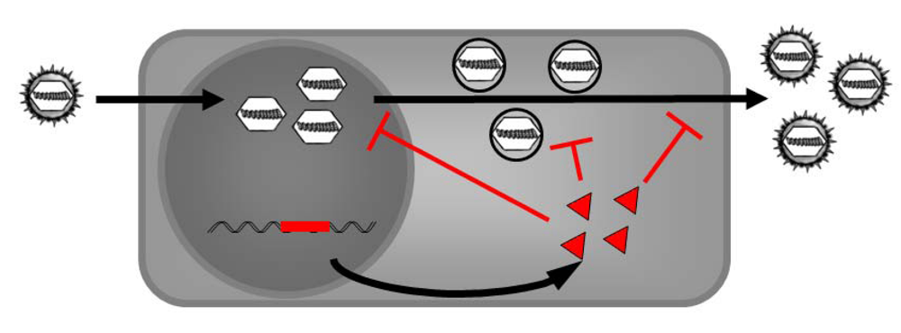 Viruses 01 00420 g004 1024
