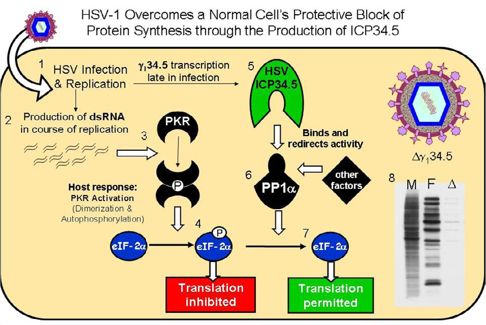 Viruses 01 00510 g001 1024