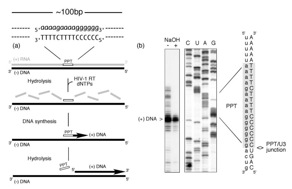 Viruses 01 00657 g001