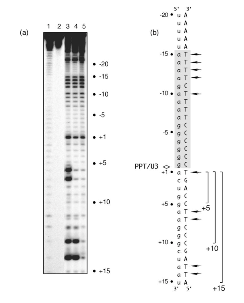 Viruses 01 00657 g002
