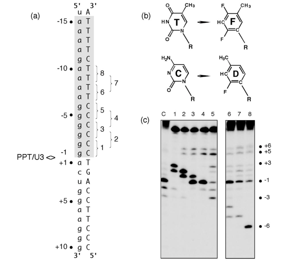 Viruses 01 00657 g003 1024