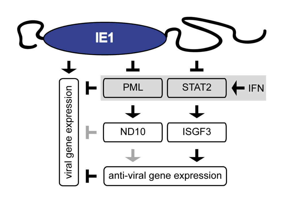 Viruses 01 00760 g002 1024