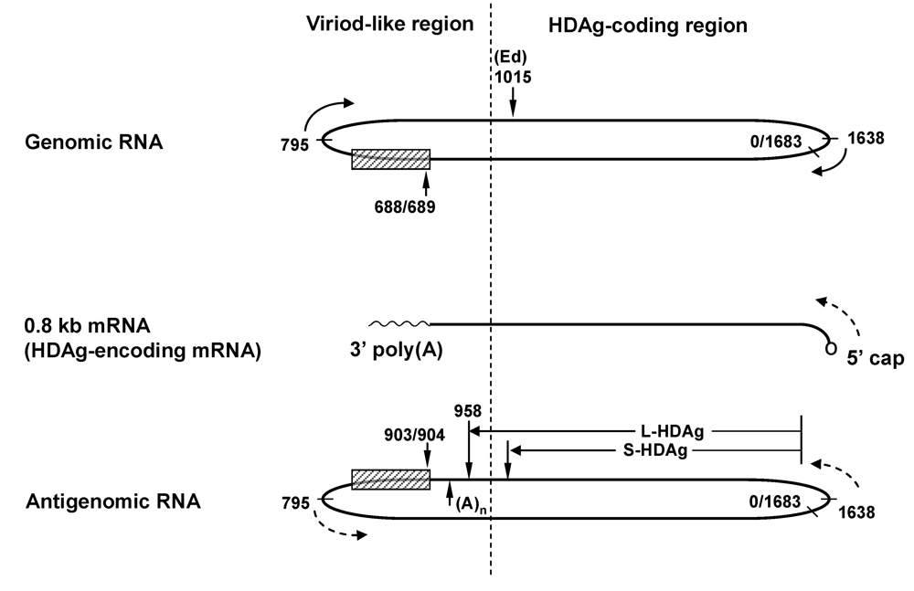Viruses 01 00818 g001 1024