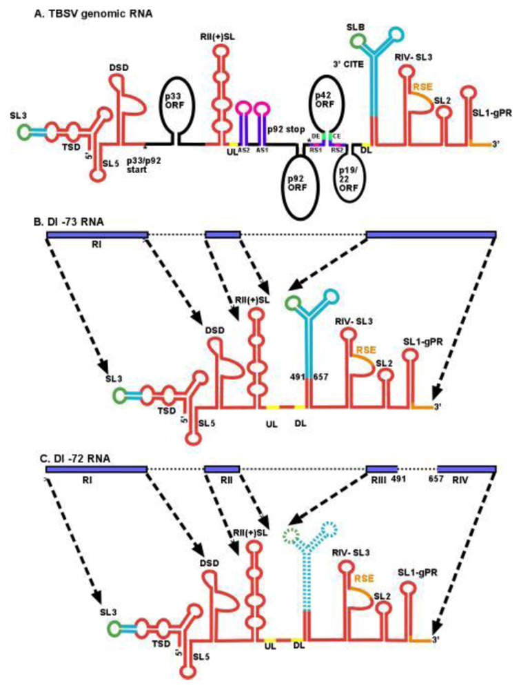 Viruses 01 00895 g001 1024