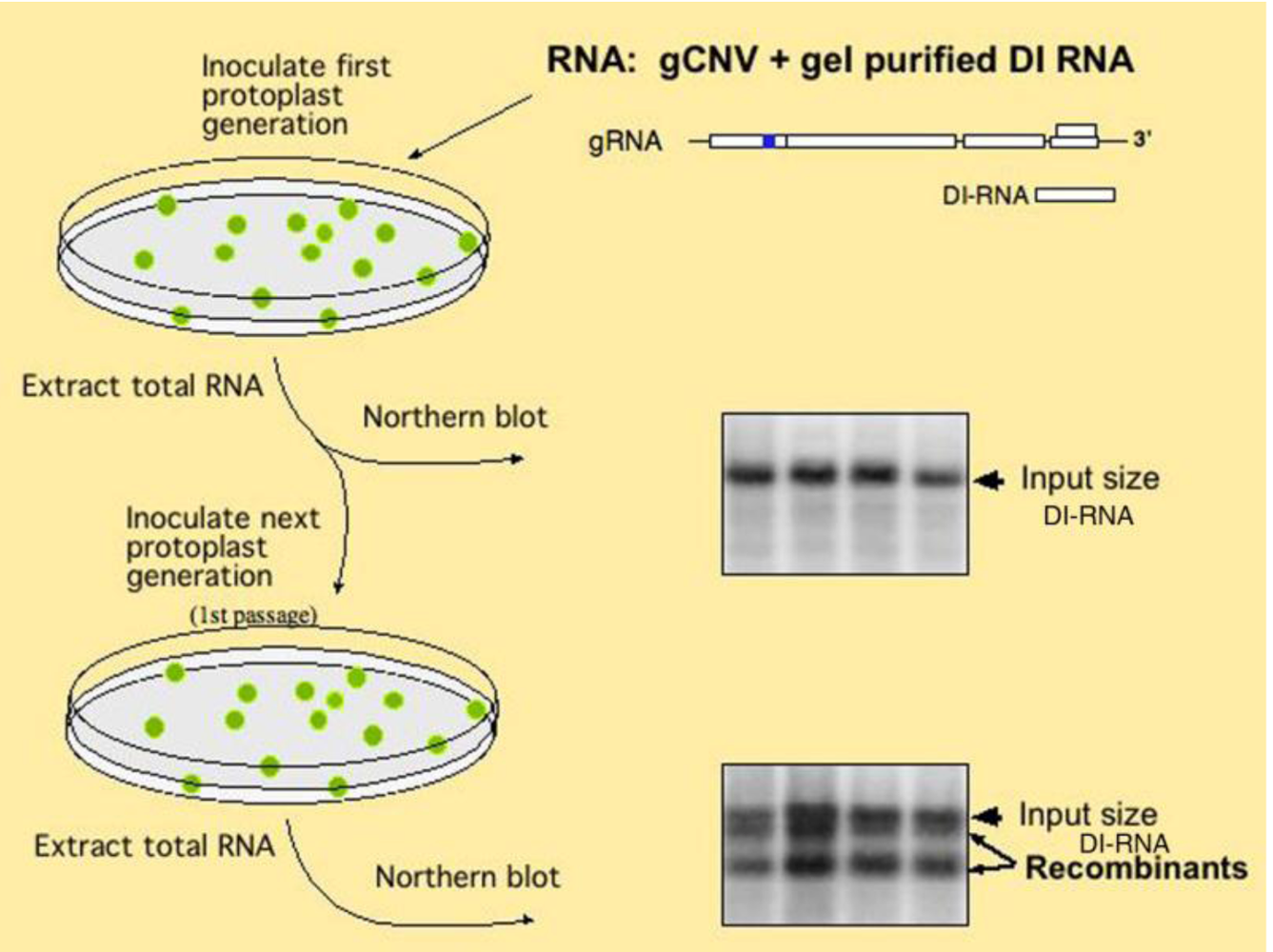 Viruses 01 00895 g002