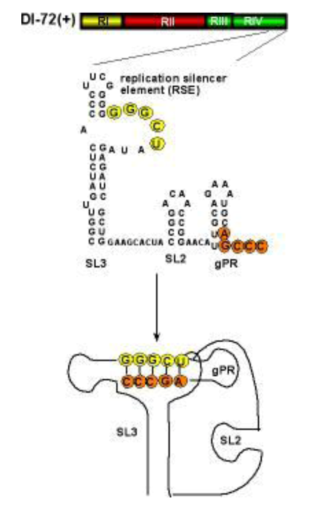 Viruses 01 00895 g003 1024