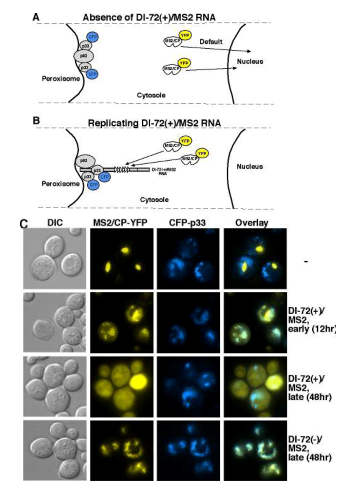 Viruses 01 00895 g004 1024