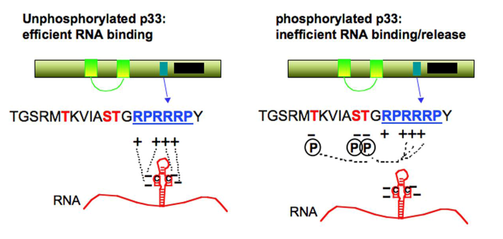 Viruses 01 00895 g005 1024