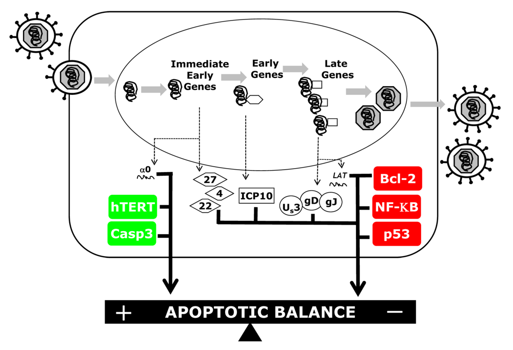 Viruses 01 00965 g001