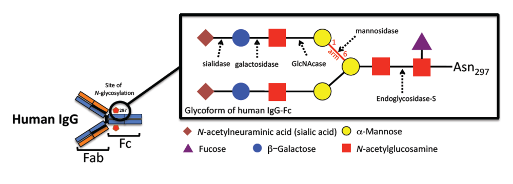 Viruses 01 01265 g001 1024