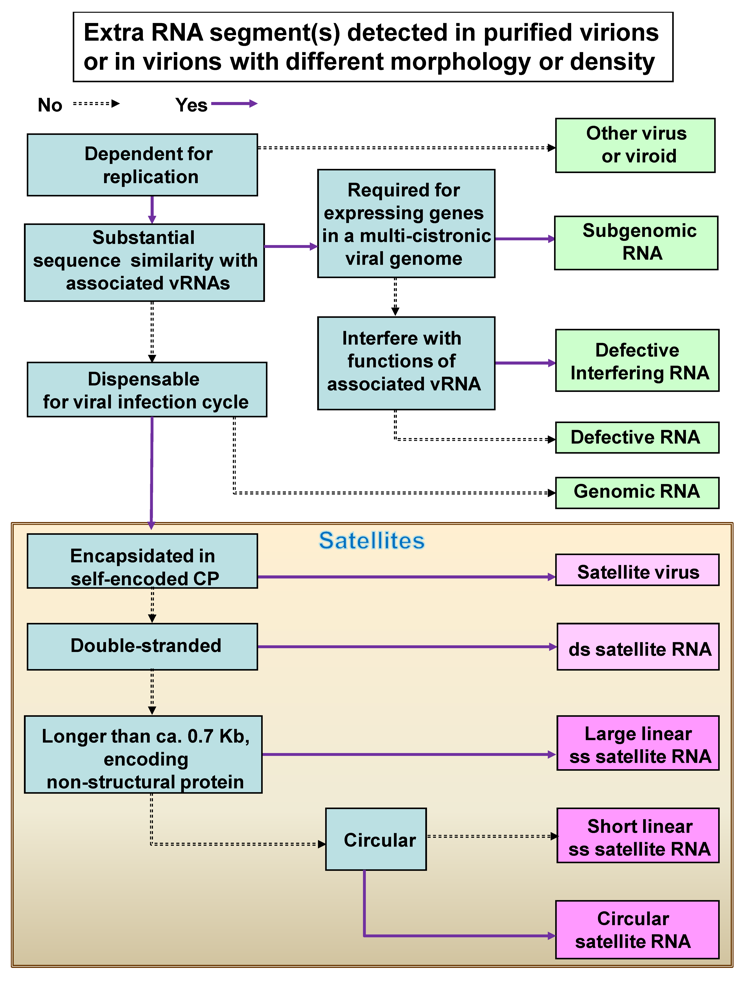 Viruses 01 01325 g001 1024