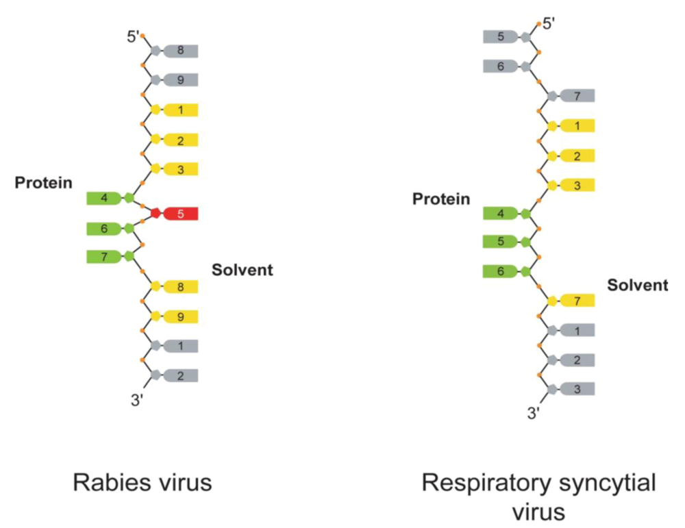 Viruses 02 00027 g002